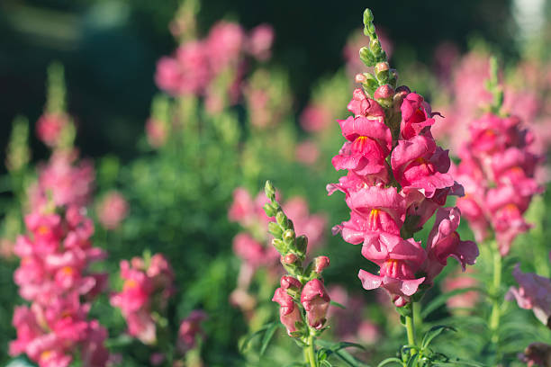 pink snapdragon flower in garden - snapdragon imagens e fotografias de stock