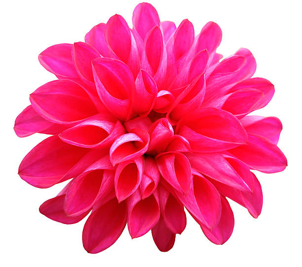 istock flower   pink   dahlia  isolated on white background. 615271014