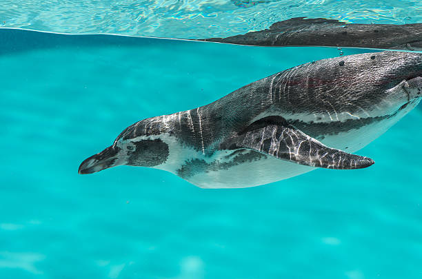 istock Humboldt penguin in the water 615271050