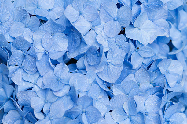 istock Close-up of hydrangea flowers 615271268