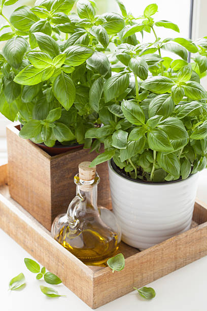 istock fresh basil herb in pot olive oil kitchen window 615271968