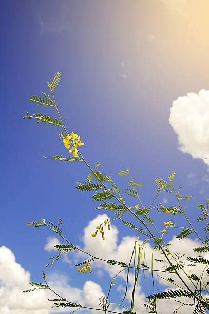 istock The sesbania javanica backdrop is the sky and the clouds. 615272370