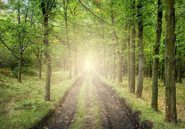 istock paved road in the autumn forest 615273474