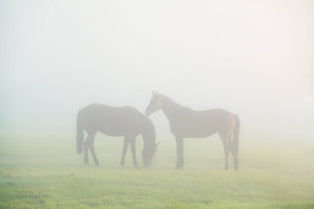 istock two horse silhouettes on dense fog 615273868