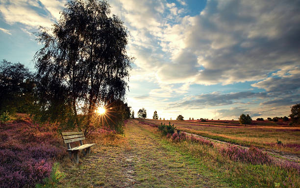 sunshine over bench by birch tree sunshine over bench by birch tree, Luneburger heide, Germany lüneburg heath stock pictures, royalty-free photos & images