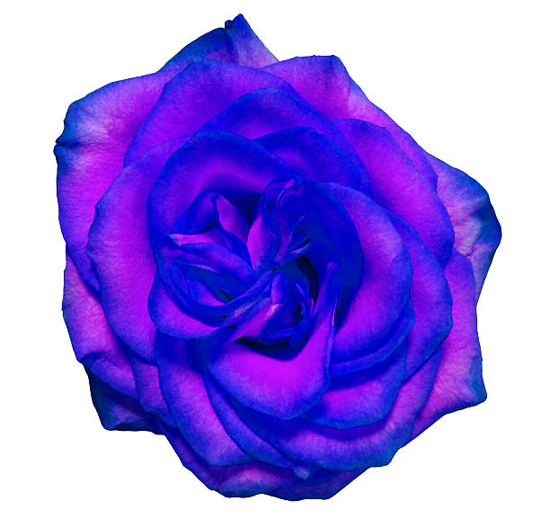 istock blue rose flower, white isolated background with clipping path 615274378