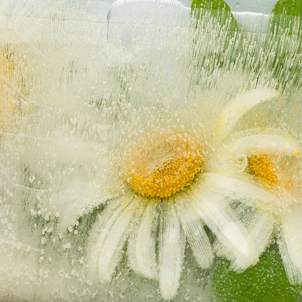 istock abstraction with organic chamomile flowers 615275408