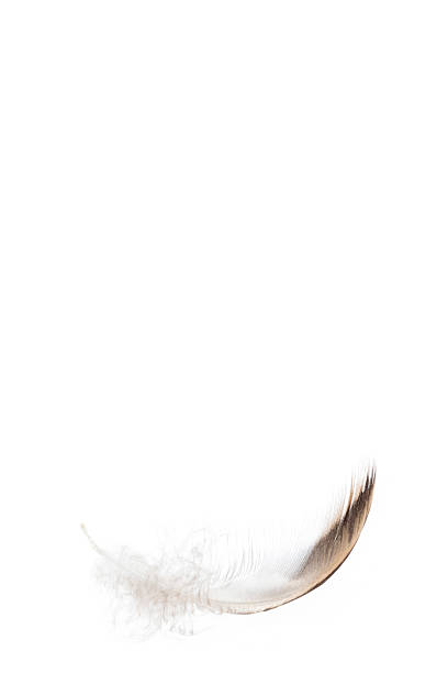 istock Lone feather in the sky, Symbol of softness 615276014