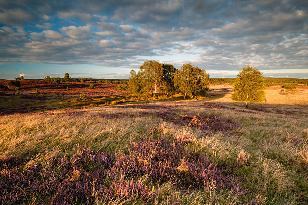 istock evening sunlight over hills with flowering heather 615276096