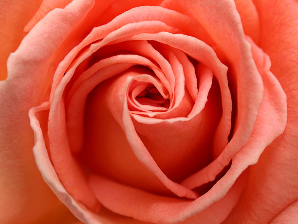 светло-розовая роза крупным планом - close to moving up closed single flower стоковые фото и изображения