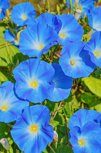 istock Heavenly blue ipomoea flowers 615277568
