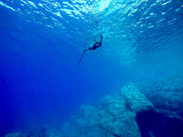 freediver spearfishing stock photo