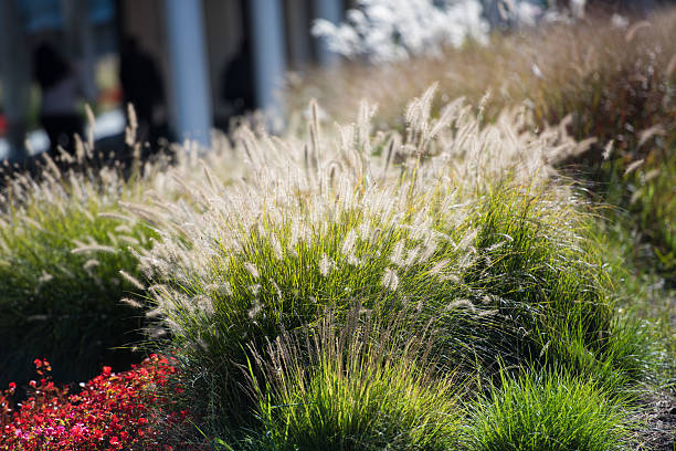 Timothy Grass in the afternoon sun