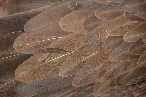 vautour fauvêt (gyps fulvus). texture du plumage - eagle feather photos et images de collection