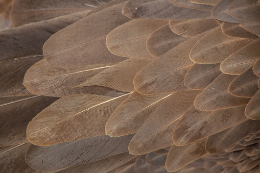 Griffon vulture (Gyps fulvus). Plumage texture.