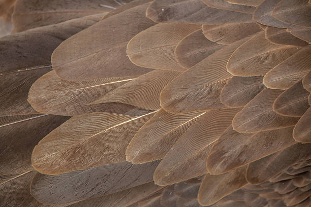 griffon vulture (gyps fulvus). plumage texture - griffon vulture imagens e fotografias de stock