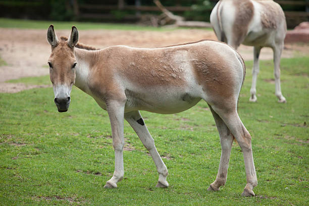 istock Turkmenian kulan (Equus hemionus kulan). 615279868