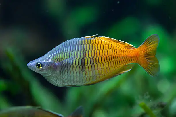 Boeseman's rainbowfish (Melanotaenia boesemani). Wildlife animal.