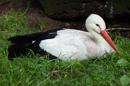 White stork (Ciconia ciconia). Wildlife animal.