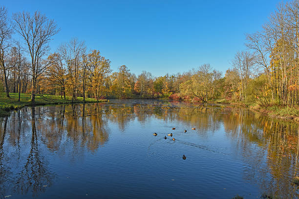 istock Gold autumn; trees near pond 615280338