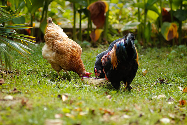 istock roster cook green grass eating animals 615280490