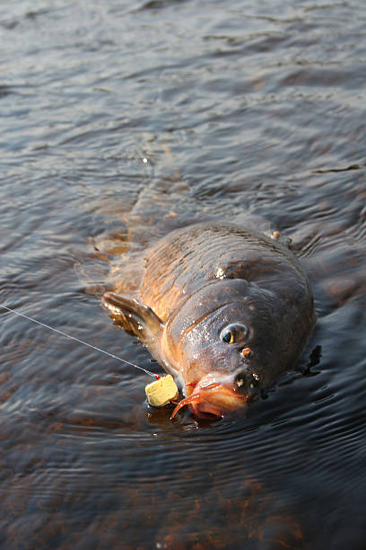 istock Carp Fishing 615280640