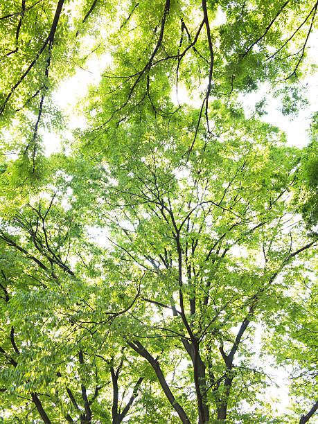 filtrage de la lumière à travers les feuilles des arbres - kelly green light plant tree photos et images de collection