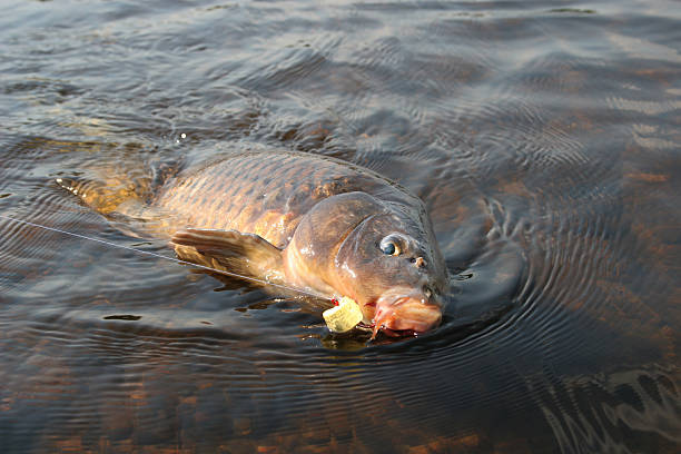 istock Carp Fishing Rivers 615280784