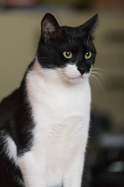 istock Black and white domestic cat 615281194
