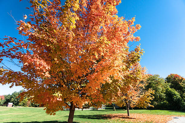 istock autumnal tree in Vermont 615281316