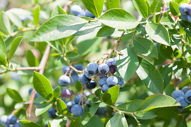 istock Close-up of blueberries 615281446