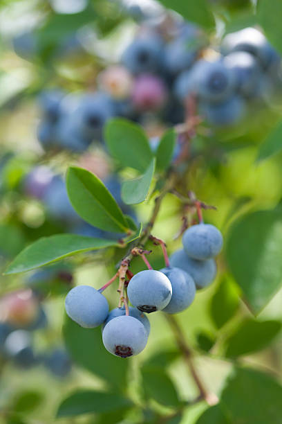 istock Close-up of blueberries 615281498
