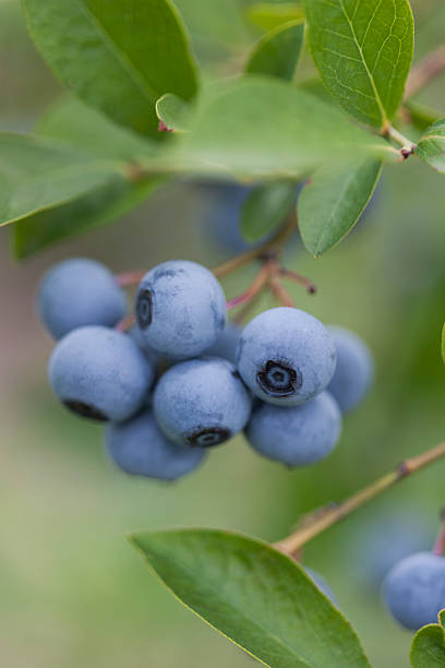 istock Close-up of blueberries 615282348
