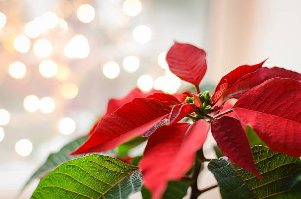 poinsettia Christmas flower poinsettia indoor on defocused lights background space for text red poinsettia vibrant color flower stock pictures, royalty-free photos & images