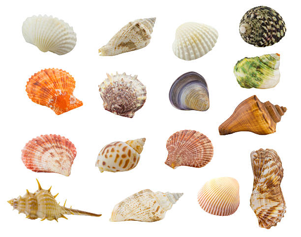 istock Set of sea shells. Isolated on white, with clipping path. 615283444