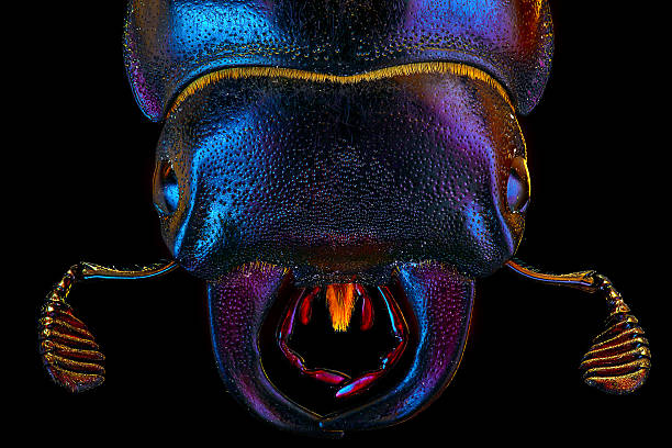 Extra-sharp portrait of the female european rhinoceros bug on the black background