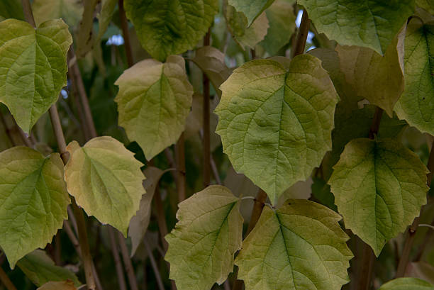 istock group of leaves in the autumn 615286088