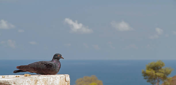 istock pigeon posing with the sea in the background 615286292