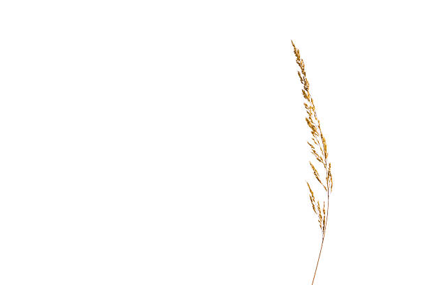Wheat Isolated White Background Plant Top Fluffy Grain Natural Plant
