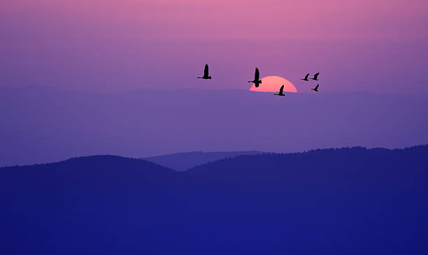 istock Flying birds over purple background landscape 615287702