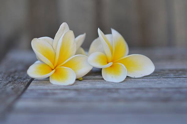 istock Close-Up Of Frangipani On Table 615312309