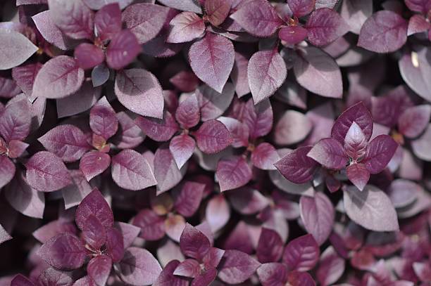 istock Full Frame Shot Of Leaves Growing On Plants 615312401