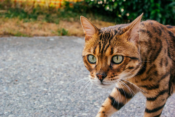 istock Close-Up Of Bengal Cat On Road 615318439