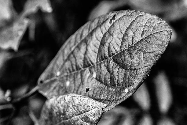 istock Close up of a leaf in black and white 615386136