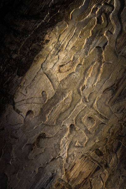 istock Old plank, with wood knots and cracked 615386174