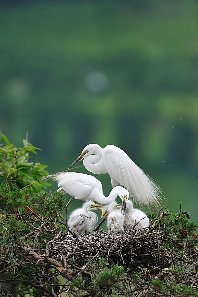 istock Egret family - White Heron 615387064