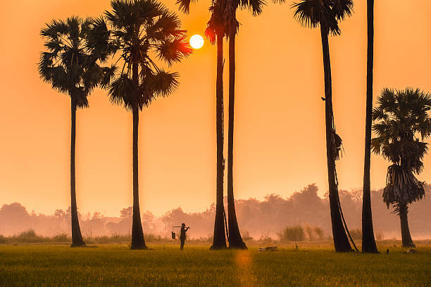 istock People with career climbing palm sugar to keep fresh 615387636