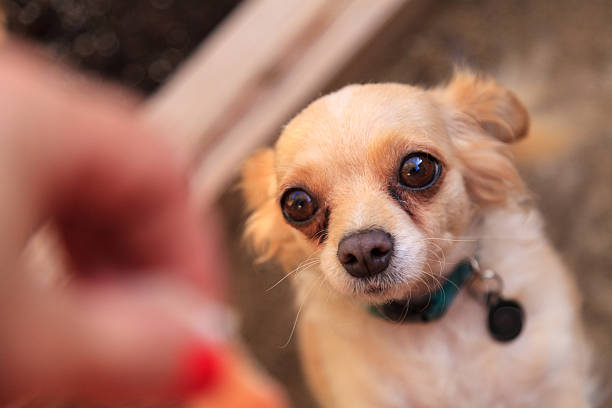 piccolo chihuahua biondo dai capelli lunghi - long haired chihuahua mixed breed dog purebred dog long hair foto e immagini stock