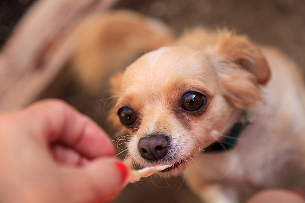 chihuahua perro de raza mixta - long haired chihuahua mixed breed dog purebred dog long hair fotografías e imágenes de stock