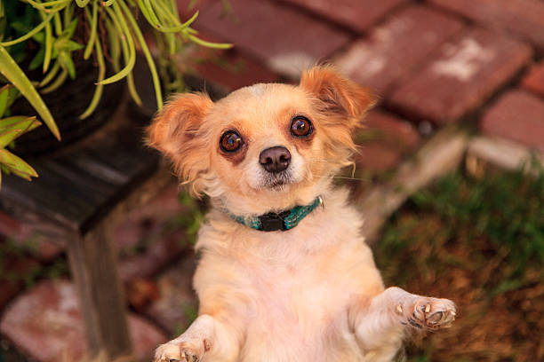 cane di razza mista chihuahua - long haired chihuahua mixed breed dog purebred dog long hair foto e immagini stock